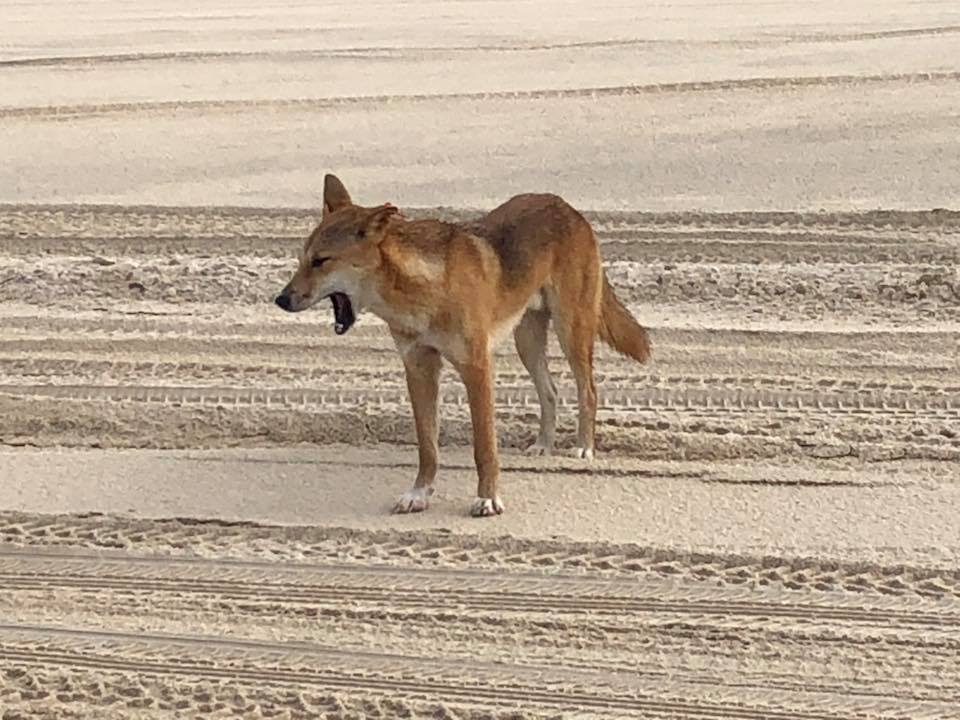 Sailing vs 4WDing Fraser Island